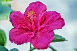 Beautiful Hibiscus flower